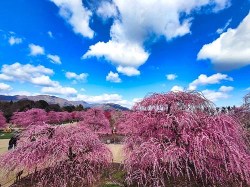 美しい海景色・地中海の町並と圧巻！鈴鹿の森しだれ梅