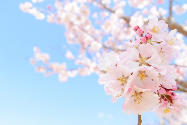 とちぎいちごまつり　～いちご狩り食べ放題・いちご詰め放題～