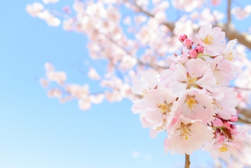とちぎいちごまつり　～いちご狩り食べ放題・いちご詰め放題～