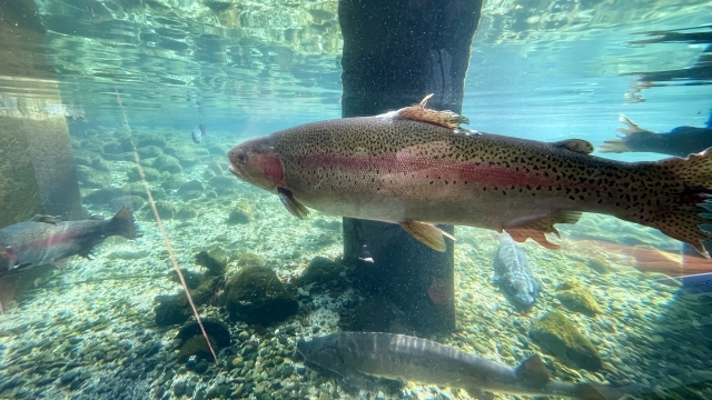 水陸両用バス”山中湖KABA” 古民家レストランで富士桜ポークランチ