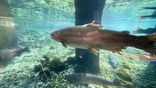 水陸両用バス”山中湖KABA” 古民家レストランで富士桜ポークランチ