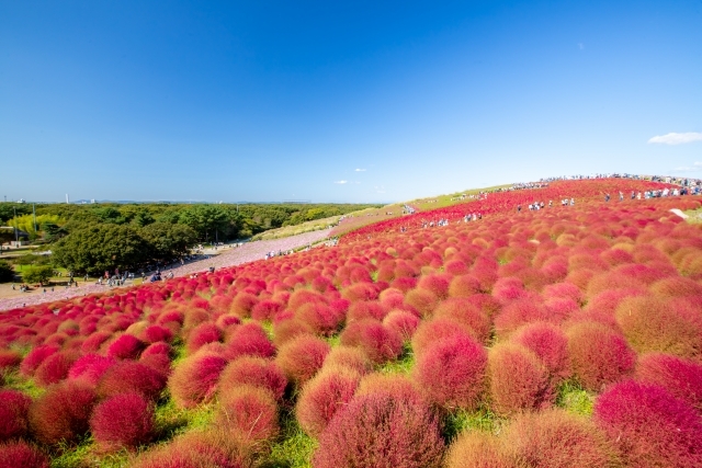 日本一の鉾田のメロン1玉収穫＆ひたち海浜公園コキア　益子館里山リゾート