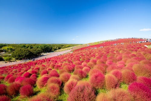 日本一の鉾田のメロン1玉収穫＆ひたち海浜公園コキア　益子館里山リゾート