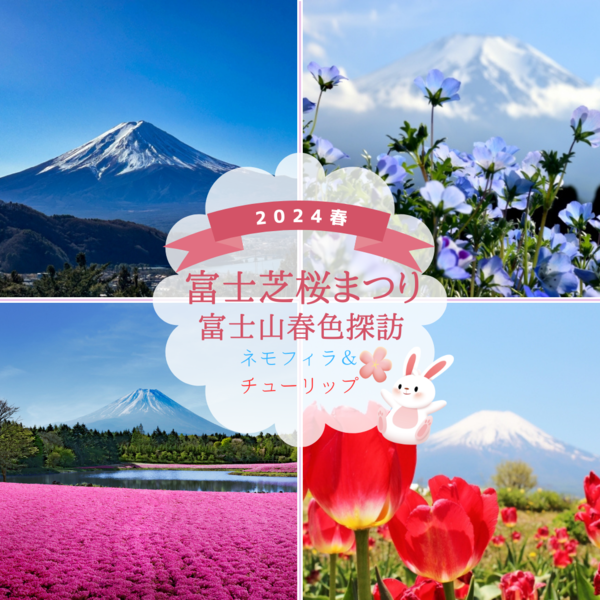 芝桜・ネモフィラ・チューリップ 富士山春色探訪♪2024年富士芝桜まつり