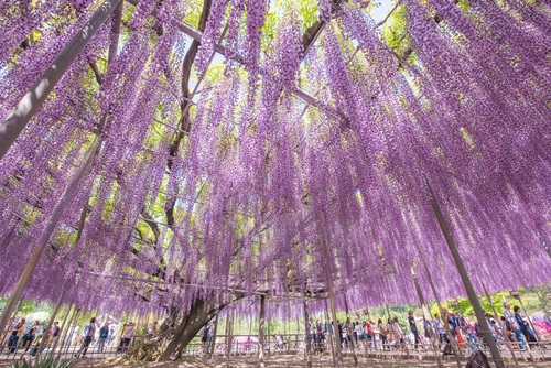 花の楽園あしかがフラワーパーク　樹齢160年の大藤や白藤 ふじのはな物語