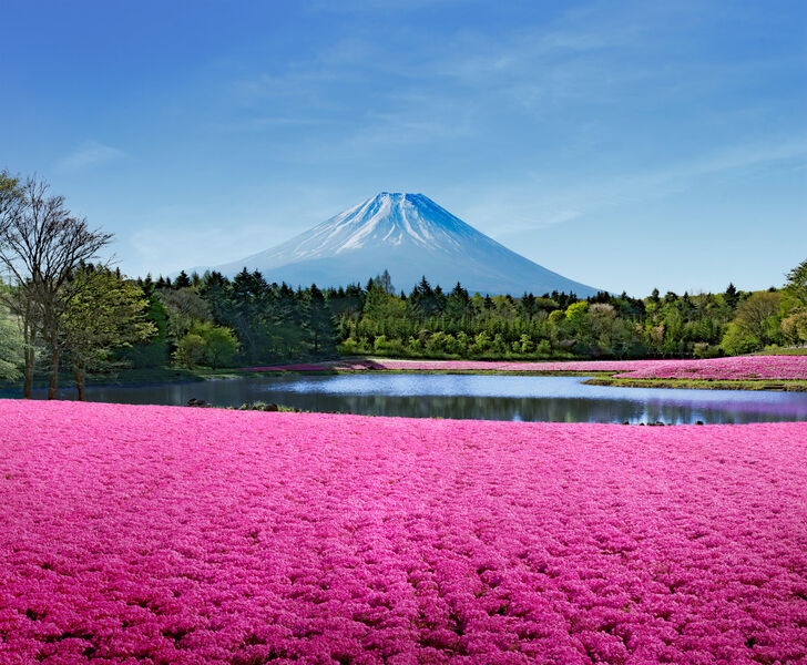 芝桜・ネモフィラ・チューリップ 富士山春色探訪♪2024年富士芝桜まつり