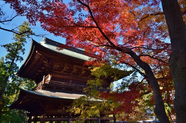 秋色に染まる古都ぶらり旅～錦秋の古都鎌倉へ～　鎌倉鉢の木「季節膳」～