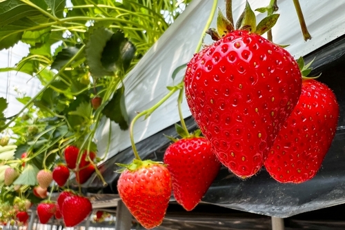 樹齢2000年の古の桜と希少いちご　やまなし桜物語