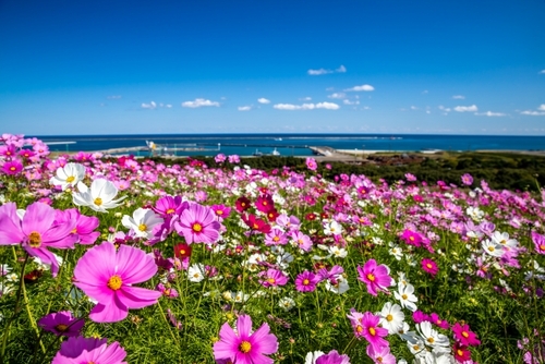 ひたち海浜公園 もこもこ紅葉のコキアの丘　港町の隠れ家レストラン「大洗宮田」