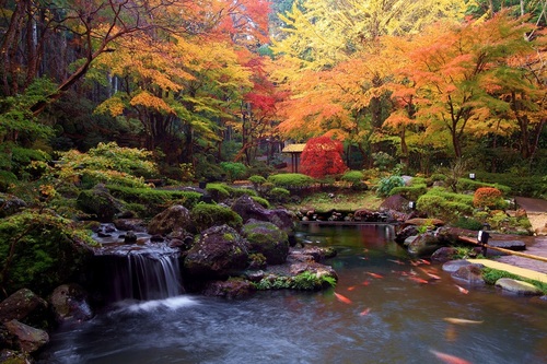 【25名様限定】修善寺 渡月荘金龍 秋の四季会席　紅葉の修善寺・三嶋大社