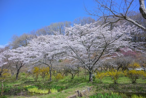 【いちごのお土産付】のどかな里山に春がきた！里山に咲く桜と完熟農園いちご狩り