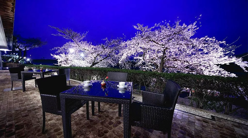 桜に包まれる長良川温泉「ホテルパーク」　日本三大桜！根尾谷の薄墨桜