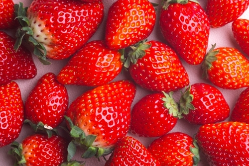 花咲く房総ベストシーズン！房総お花摘みとうれしい！いちごのお土産付き♪