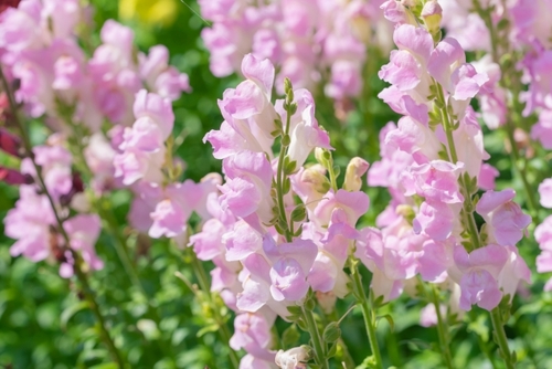 花咲く房総ベストシーズン！房総お花摘みとうれしい！いちごのお土産付き♪