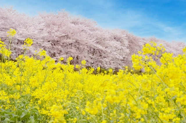 桜に菜の花、花桃！！春の花めぐり♪かに、いちご味覚めぐりへ！