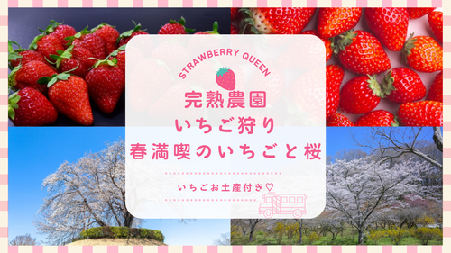 【いちごのお土産付】のどかな里山に春がきた！里山に咲く桜と完熟農園いちご狩り