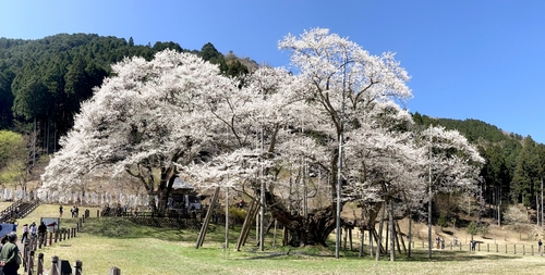 桜に包まれる長良川温泉「ホテルパーク」　日本三大桜！根尾谷の薄墨桜