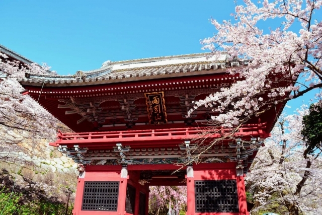 悠久の時が流れる常陸さくらの里へ！桜川の糸桜・桜の名刹 雨引観音