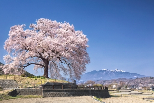 山梨には美しい桜がある　やまなし桜物語～山高神代桜・わに塚の桜へ～