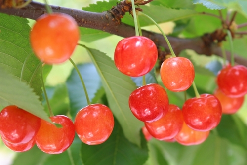 400年の古湯 四万温泉の老舗旅館「四万やまぐち館」さくらんぼ狩り