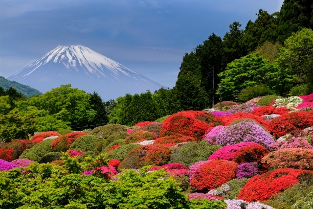 伊豆網代温泉 松風苑　山のホテルのつつじと富士芝桜まつり