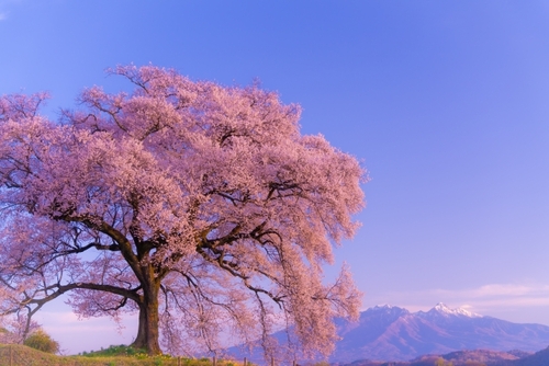 山梨には美しい桜がある　やまなし桜物語～山高神代桜・わに塚の桜へ～