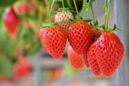 絶景の海と三河の海の幸 西浦温泉「龍城」　三河湾の幸といちご狩り