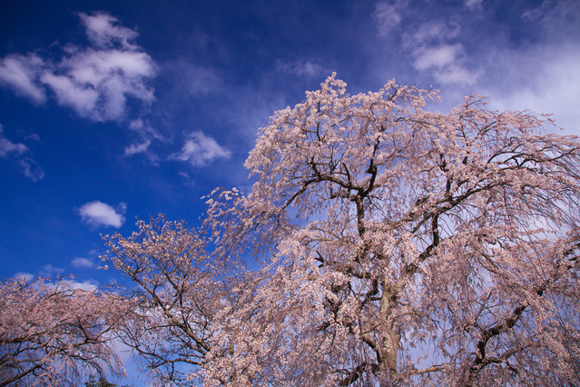 悠久の時が流れる常陸さくらの里へ！桜川の糸桜・桜の名刹 雨引観音