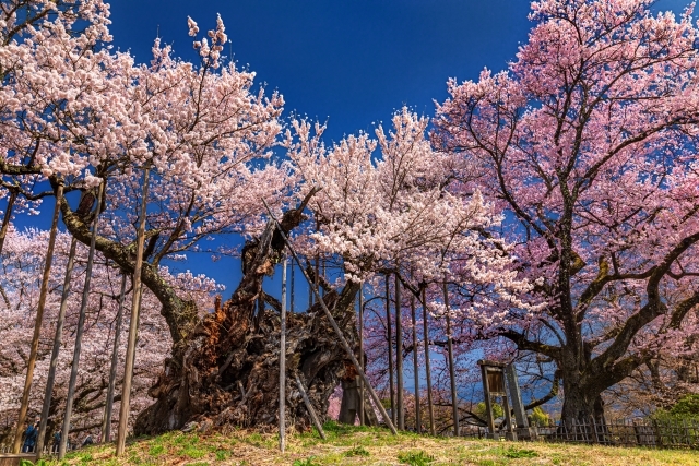 山梨には美しい桜がある　やまなし桜物語～山高神代桜・わに塚の桜へ～