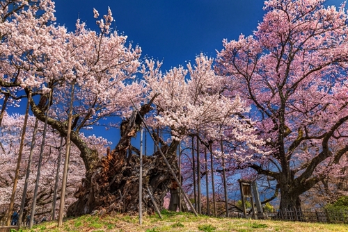 山梨には美しい桜がある　やまなし桜物語～山高神代桜・わに塚の桜へ～