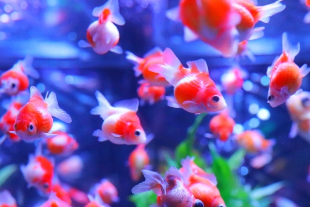 夏の風物詩金魚の美術館 アートアクアリウム～ART AQUARIUM