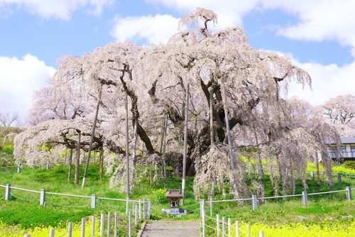 奥州三名湯 飯坂温泉「飯坂ホテルジュラク」　日本三大桜！三春の滝桜