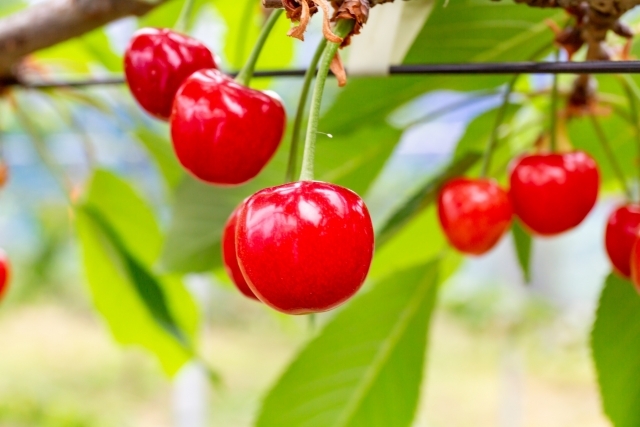 【さくらんぼ狩り食べ放題！】谷川岳と清流望む絶景 水上温泉「坐山みなかみ」